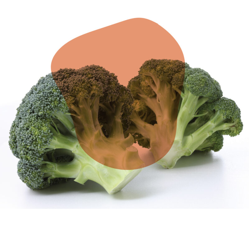 brócolis ninja fresco direto do sítio com entrega em casa em São Paulo – hortaliças naturais e sem agrotóxicos.entrega em sp verduras mais frescas com delivery na cidade. Sem agrotóxicos, agroecológicos, horta agroflorestal, Orgânica.