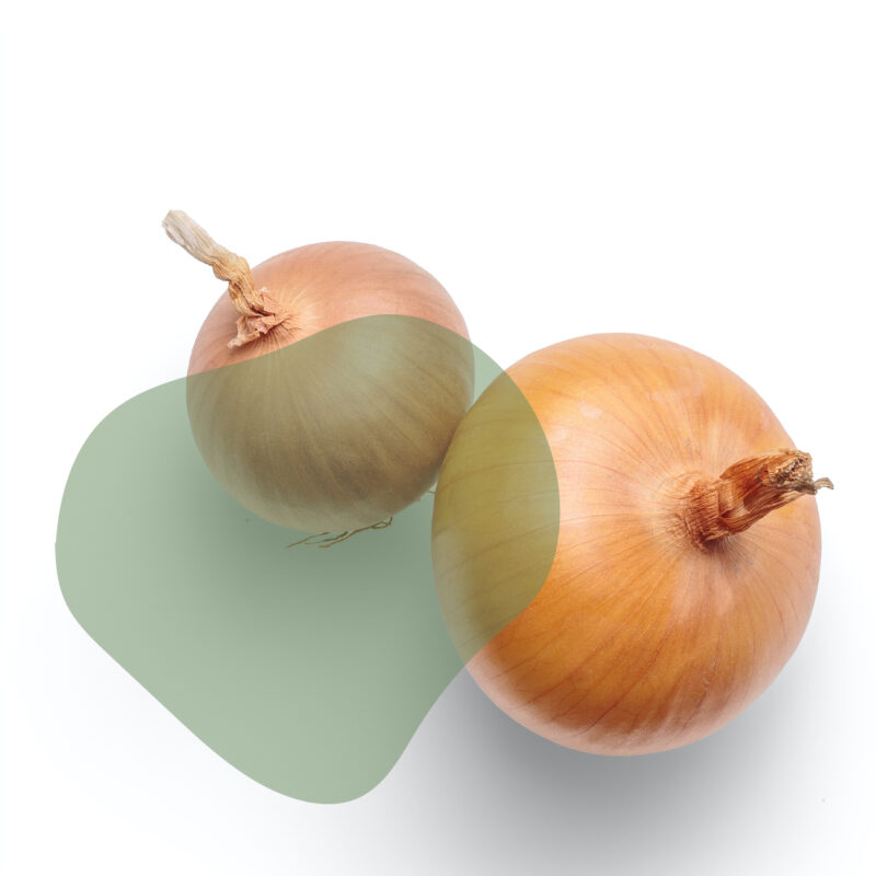 cebola fresca direto do sítio com entrega em casa em São Paulo – hortaliças naturais e sem agrotóxicos.entrega em sp verduras mais frescas com delivery na cidade. Sem agrotóxicos, agroecológicos, horta agroflorestal, Orgânica.