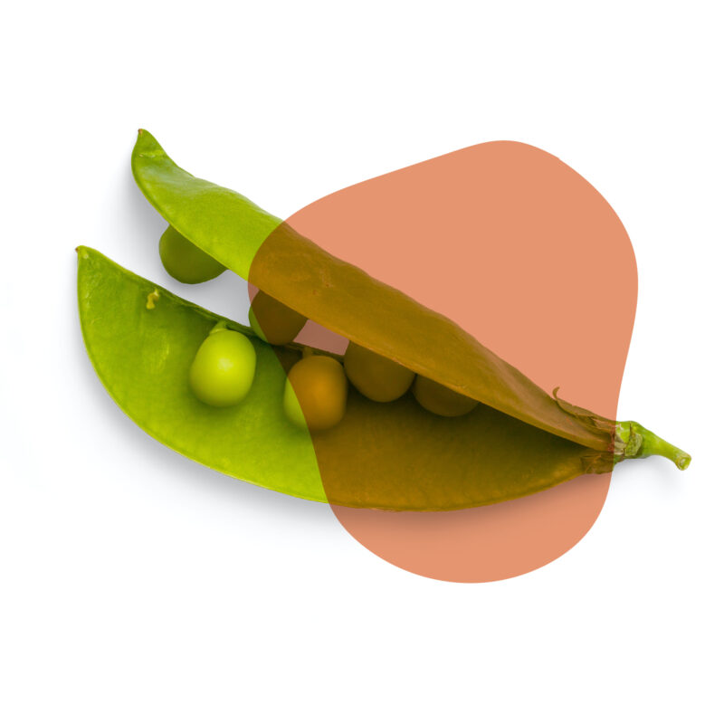 ervilha torta fresca direto do sítio com entrega em casa em São Paulo – hortaliças naturais e sem agrotóxicos.entrega em sp verduras mais frescas com delivery na cidade. Sem agrotóxicos, agroecológicos, horta agroflorestal, Orgânica.