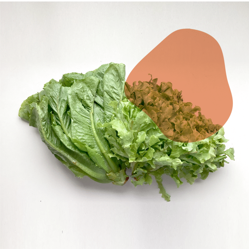 Folhas e legumes frescos direto do sítio com entrega em casa em São Paulo – hortaliças naturais e sem agrotóxicos.entrega em sp verduras mais frescas com delivery na cidade. Sem agrotóxicos, agroecológicos, horta agroflorestal, Orgânica. Americana, lisa, crespa, mimosa, romana, roxa.
