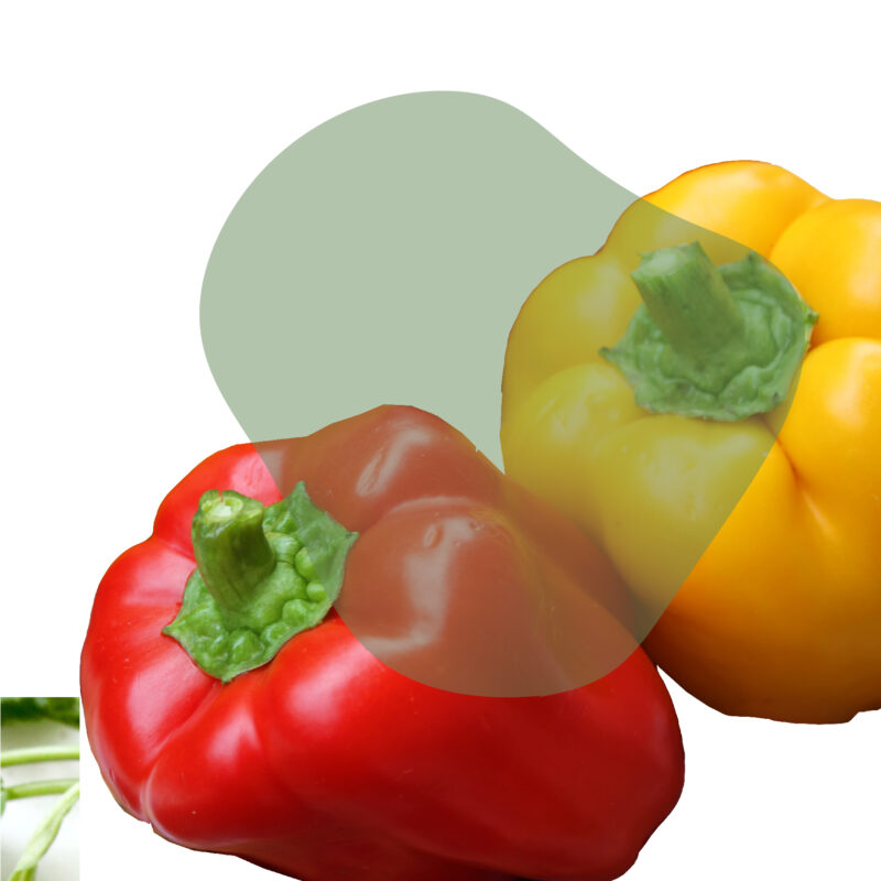 pimentão vermelho amarelo coloridos frescos direto do sítio com entrega em casa em São Paulo – hortaliças naturais e sem agrotóxicos.entrega em sp verduras mais frescas com delivery na cidade. Sem agrotóxicos, agroecológicos, horta agroflorestal, Orgânica.