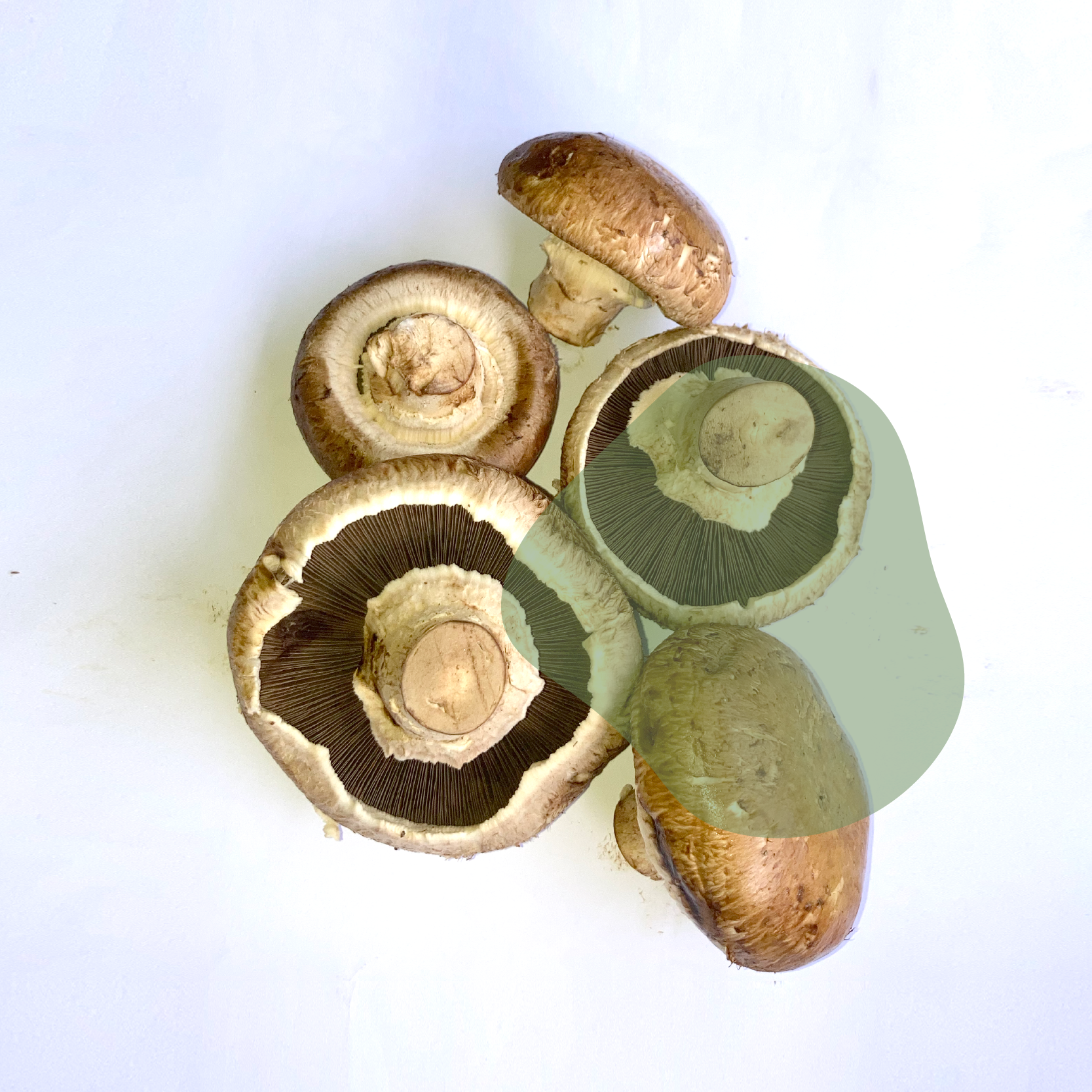 cogumelo porto belo fresco direto do sítio com entrega em casa em São Paulo – hortaliças naturais e sem agrotóxicos.entrega em sp verduras mais frescas com delivery na cidade. Sem agrotóxicos, agroecológicos, horta agroflorestal, Orgânica.