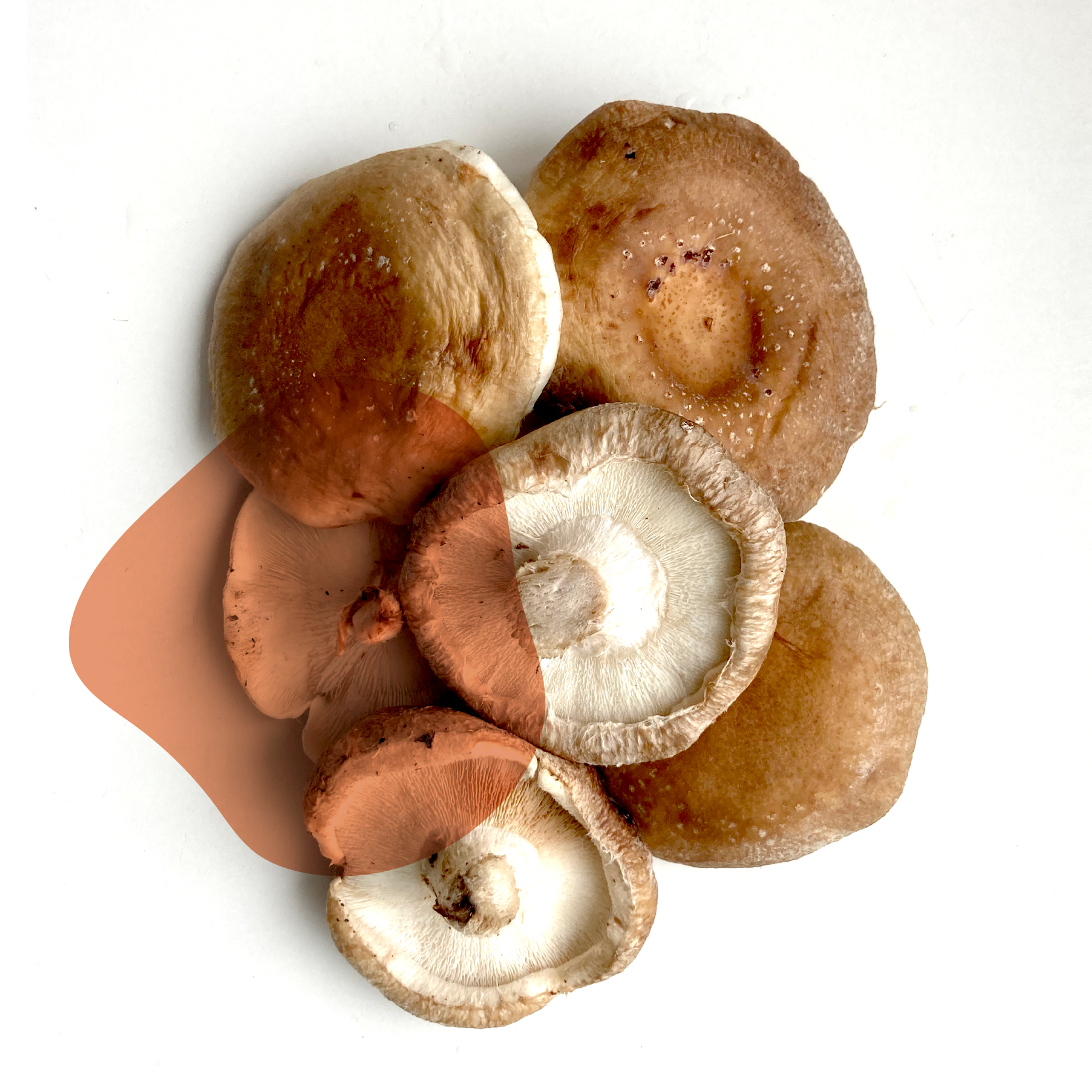 cogumelo shiitake fresco direto do sítio com entrega em casa em São Paulo – hortaliças naturais e sem agrotóxicos.entrega em sp verduras mais frescas com delivery na cidade. Sem agrotóxicos, agroecológicos, horta agroflorestal, Orgânica.