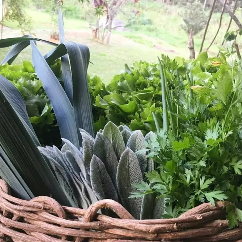 entrega em sp verduras mais frescas com delivery na cidade. Sem agrotóxicos, agroecológicos, horta agroflorestal, Orgânica.