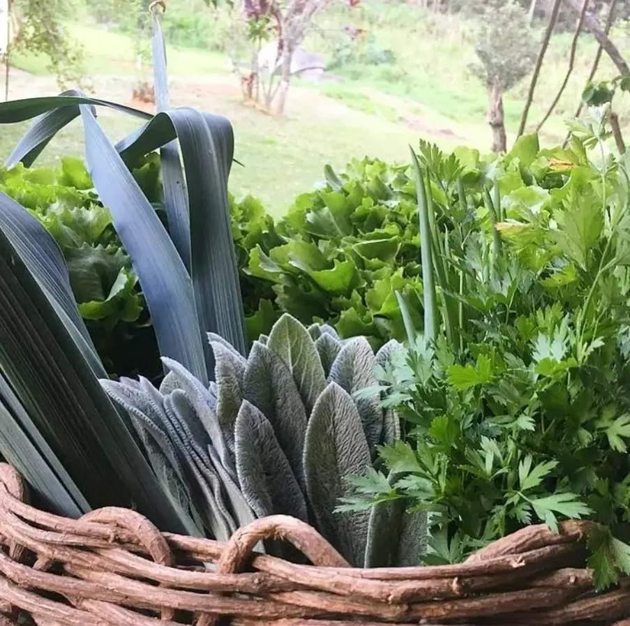 folhas e verduras frescas direto do sítio com entrega em casa em São Paulo – hortaliças naturais e sem agrotóxicos.entrega em sp verduras mais frescas com delivery na cidade. Sem agrotóxicos, agroecológicos, horta agroflorestal, Orgânica.