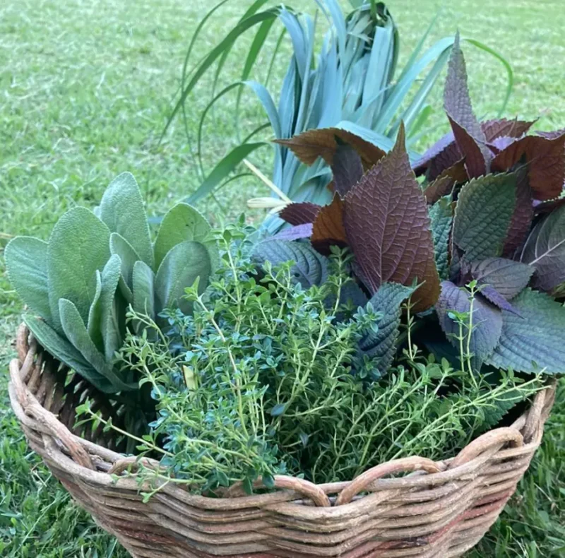FOLHAS E VERDURAS - Image 4