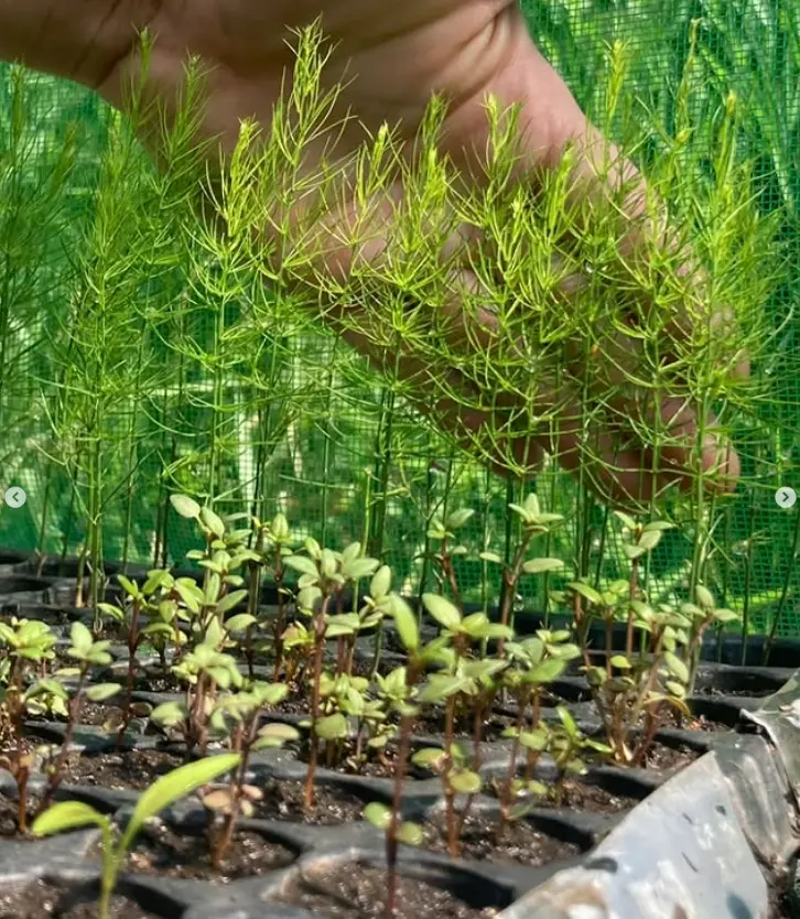 FOLHAS E VERDURAS - Image 3