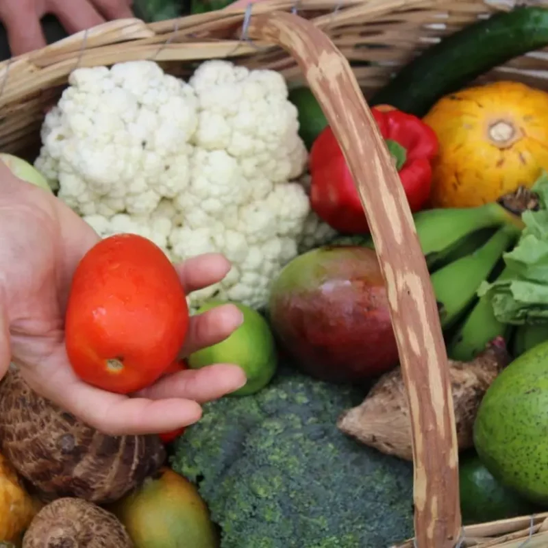legumes frescos direto do sítio com entrega em casa em São Paulo – hortaliças naturais e sem agrotóxicos.entrega em sp verduras mais frescas com delivery na cidade. Sem agrotóxicos, agroecológicos, horta agroflorestal, Orgânica.