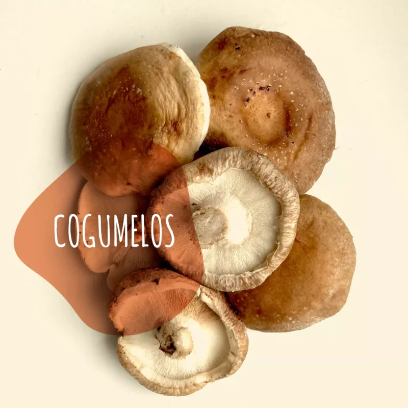 COGUMELOS